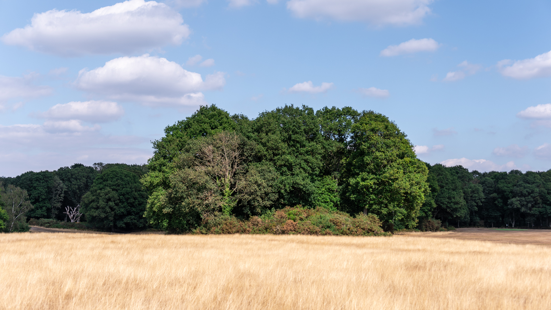 ethical bond fund field