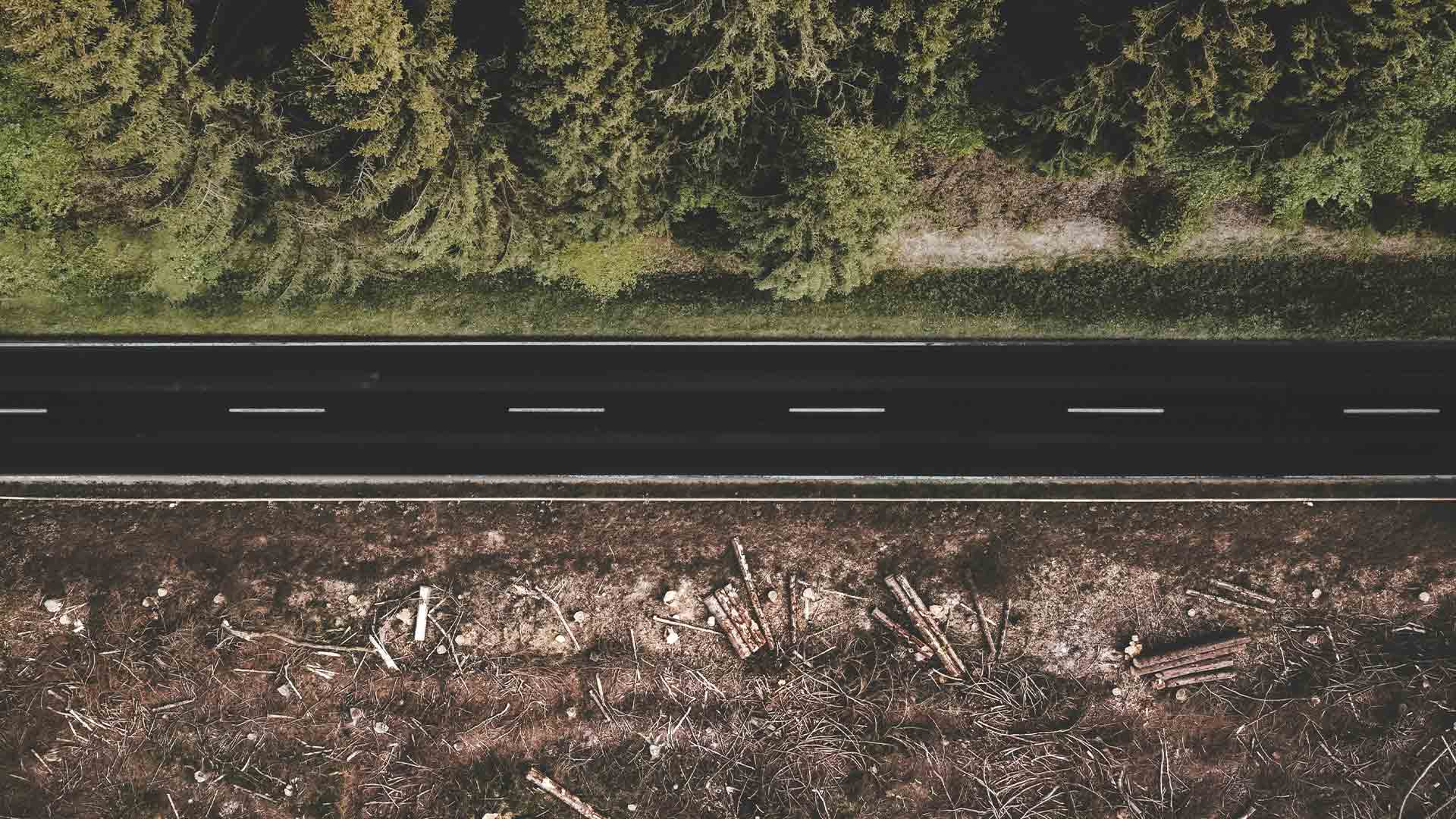 Green trees and brown soil