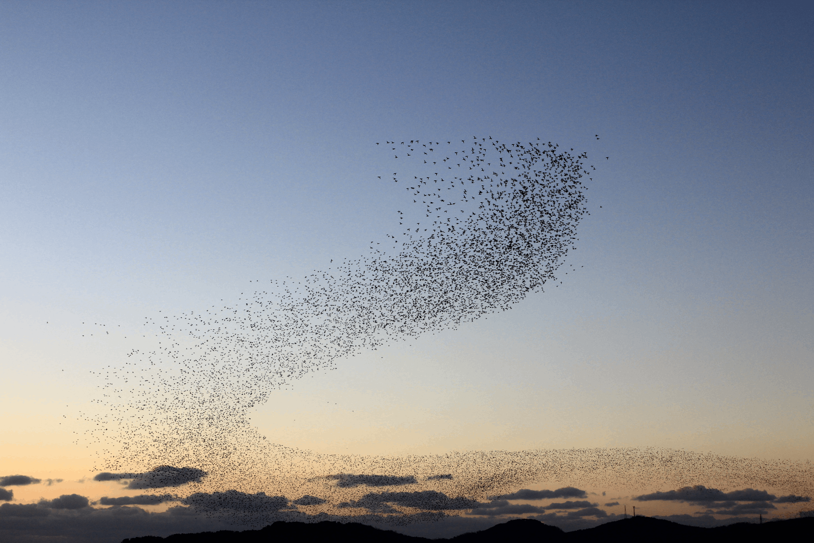 A murmuration of starlings fly together at sunset