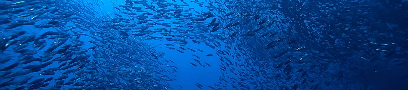 A school of fish swim together in the sea