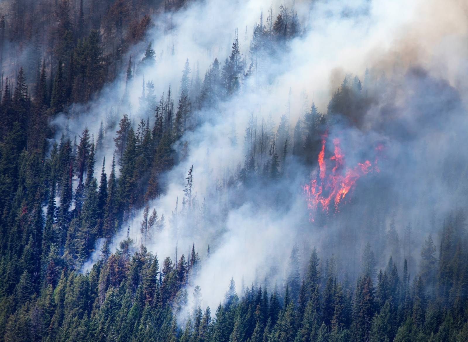A wildfire burns through a forest