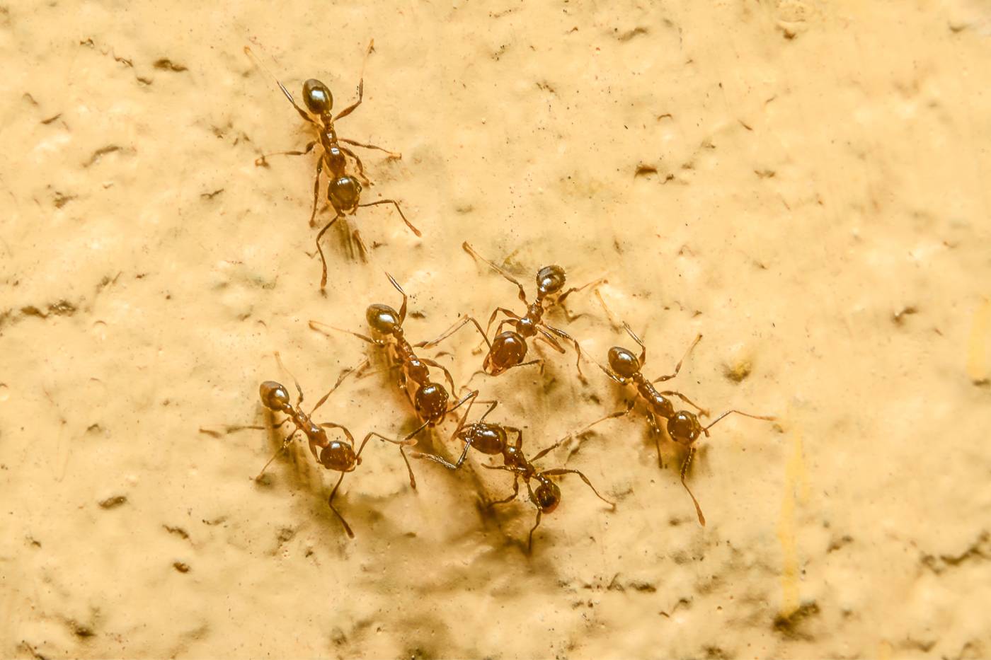Ants working together
