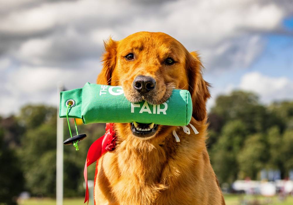 A Golden Retriever dog proudly shows off its prize from The Game Fair