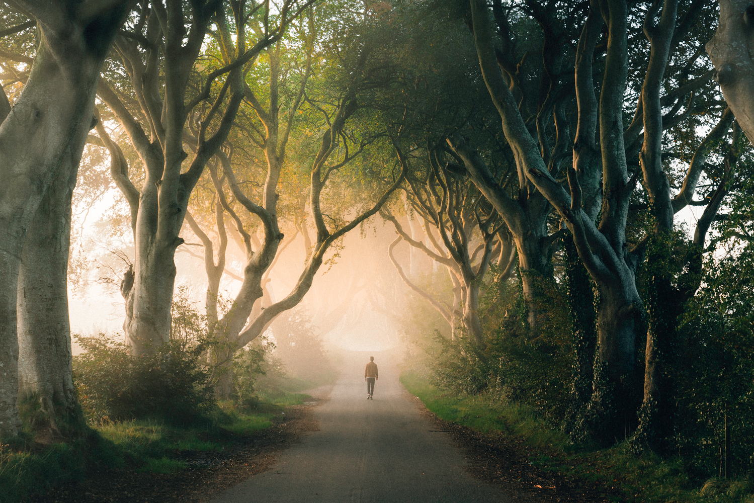 Man walking on a path through crowded trees