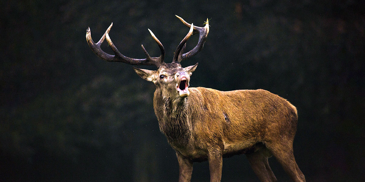 stag-1200x600.jpg