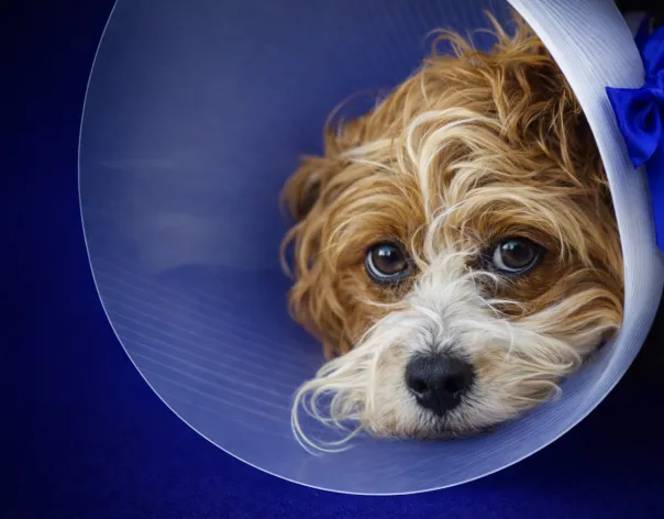 A dog wearing a protective cone - also known as the 'cone of shame'