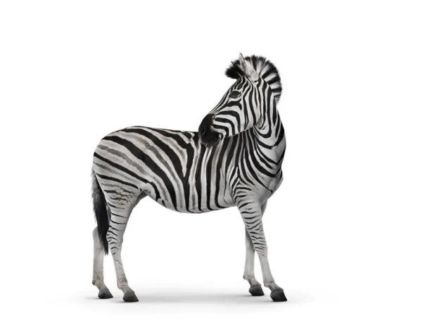 A zebra looking back over it's shoulder
