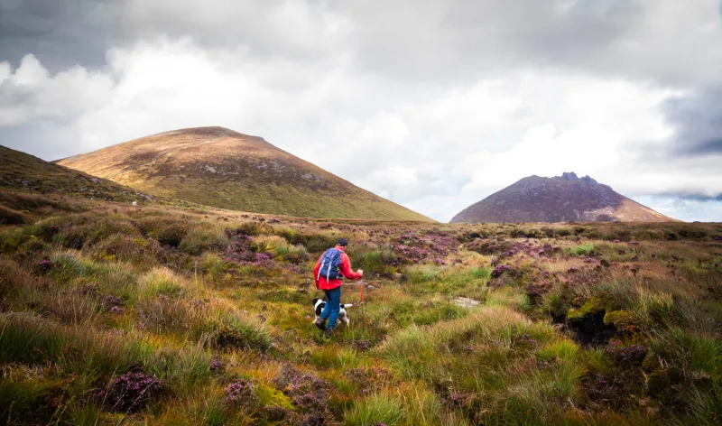 A man hiking in the Scottish hills with his dog