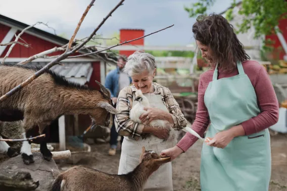 Volunteers at a farm hold a chicken while feeding goats