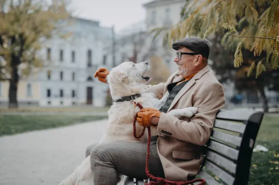 Older man sitting on a park bench in London laughing as his golden retriever jumps up at him