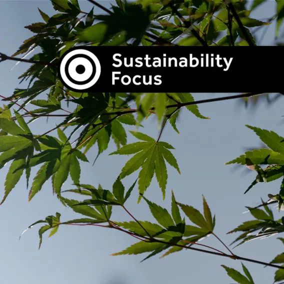 A close-up view of the green leaves of an acer tree with a 'Sustainability Focus' investment label on it