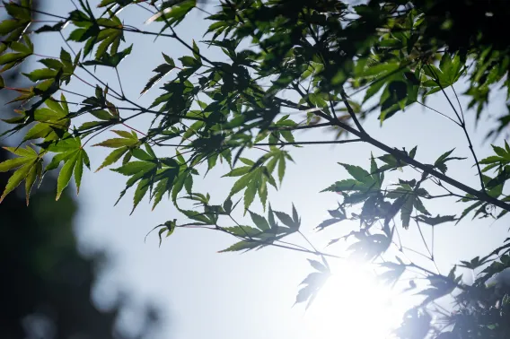 Leaves on acer tree