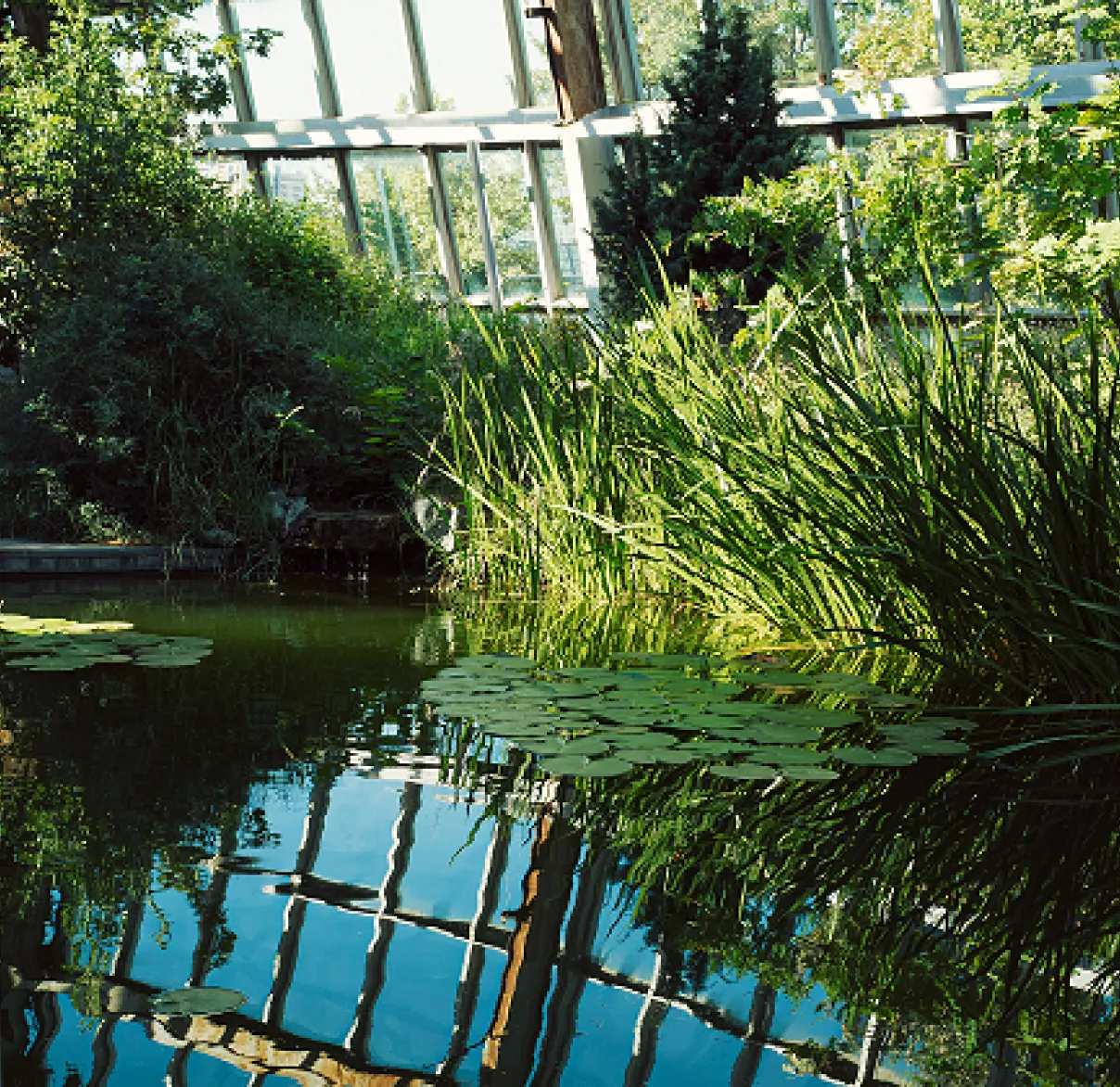 a pond inside a large greenhouse