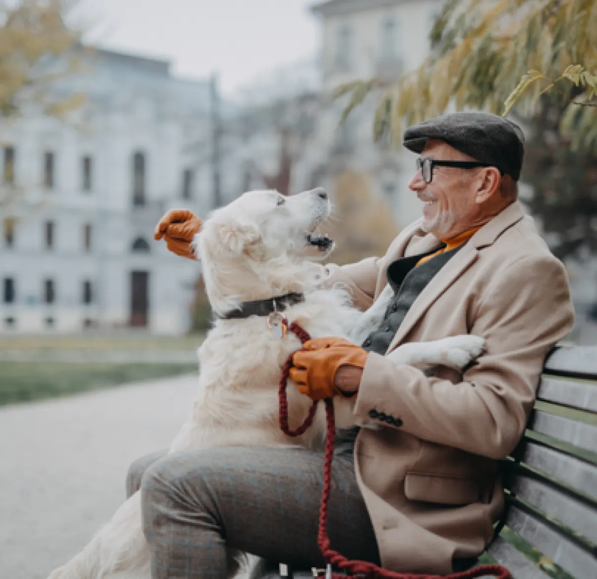 An older, well put together man laughing as his golden retriever dog jumps up at him whilst he sits on a park bench