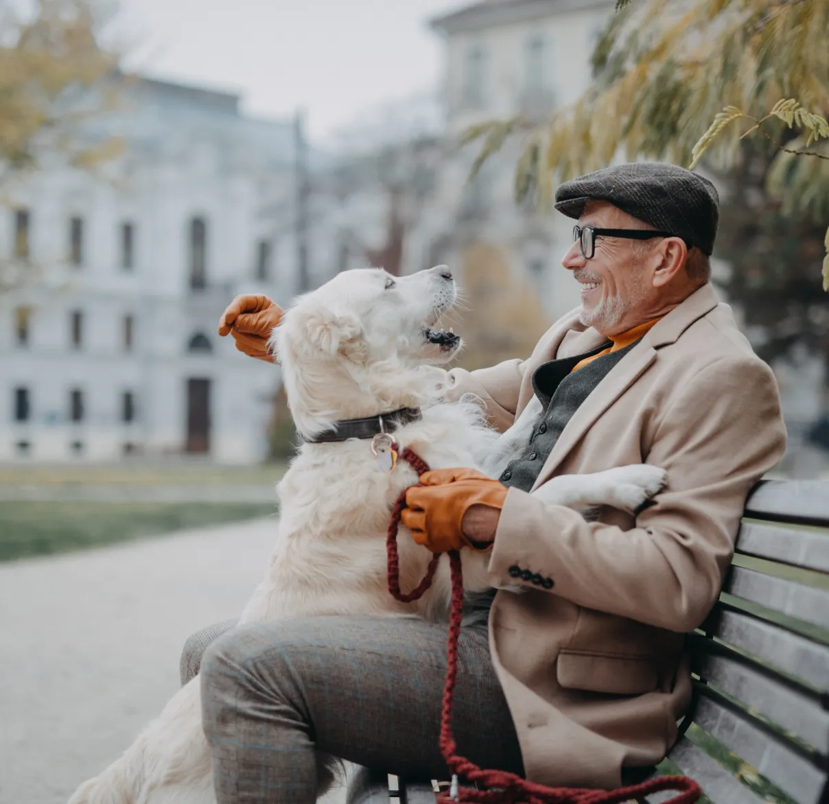 An older, well put together man laughing as his golden retriever dog jumps up at him whilst he sits on a park bench