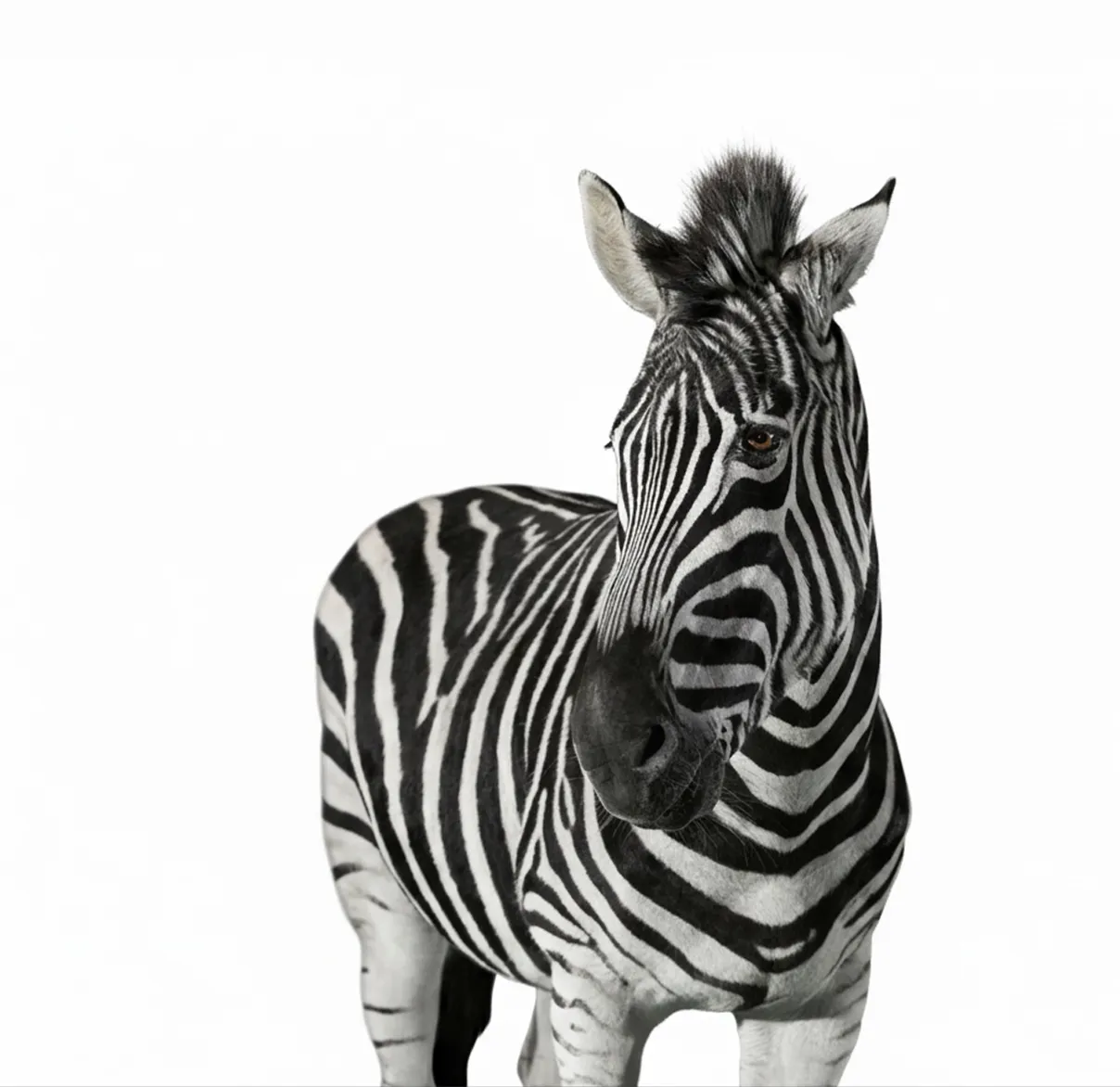 An image of a zebra from Madagascar symbolising the partnership between Investec and Rathbones