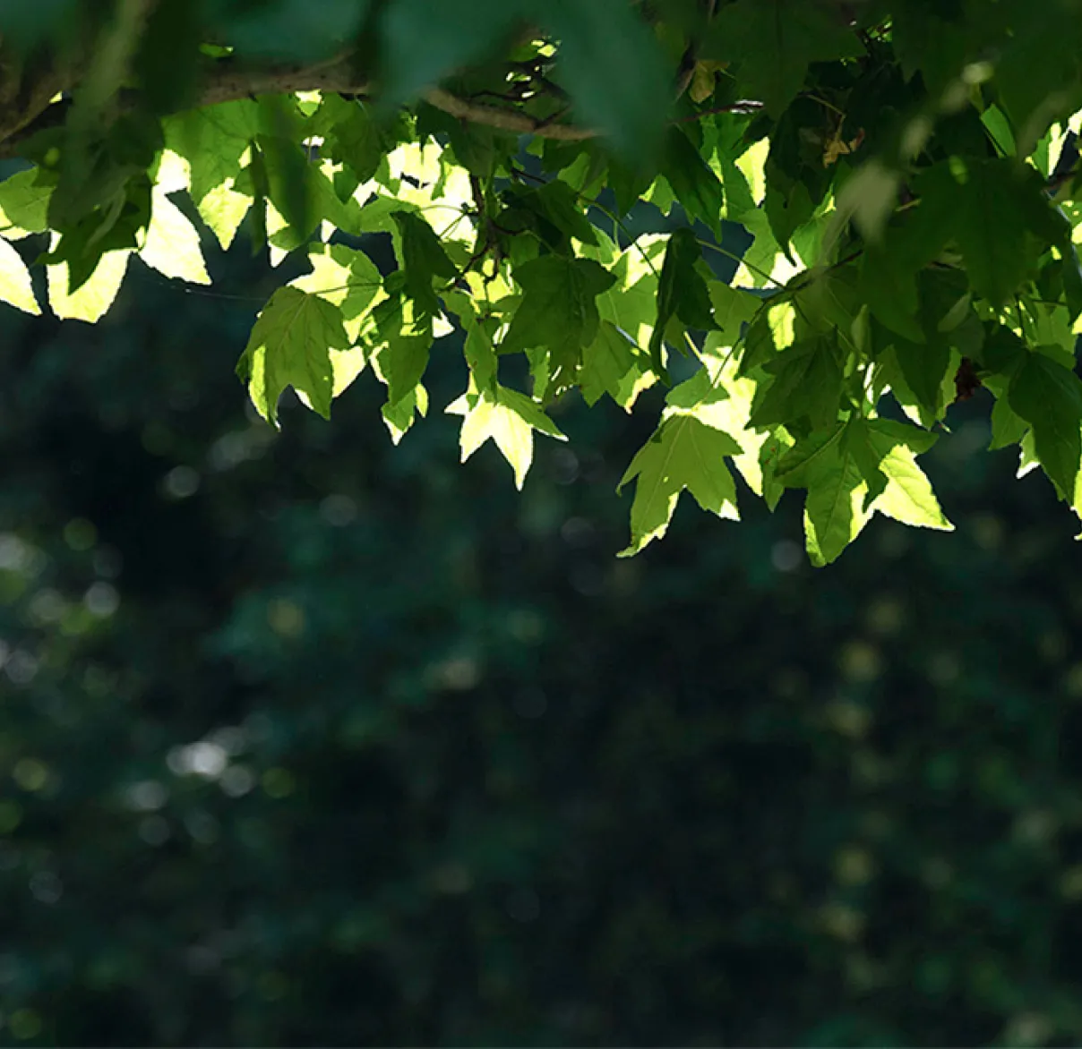Leaves on a tree