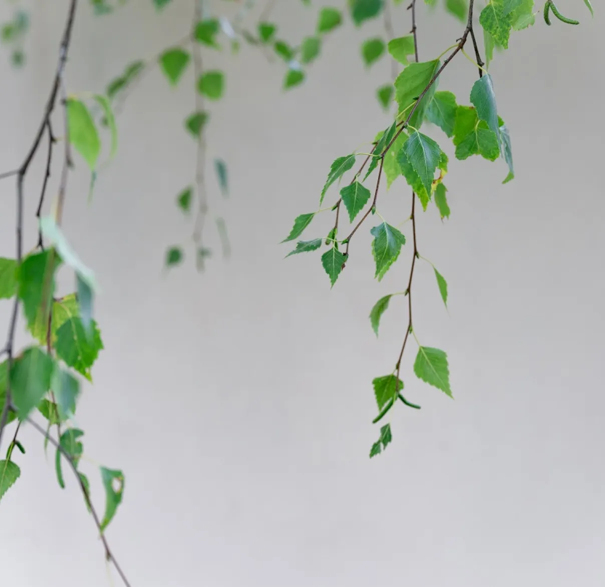 LEaves