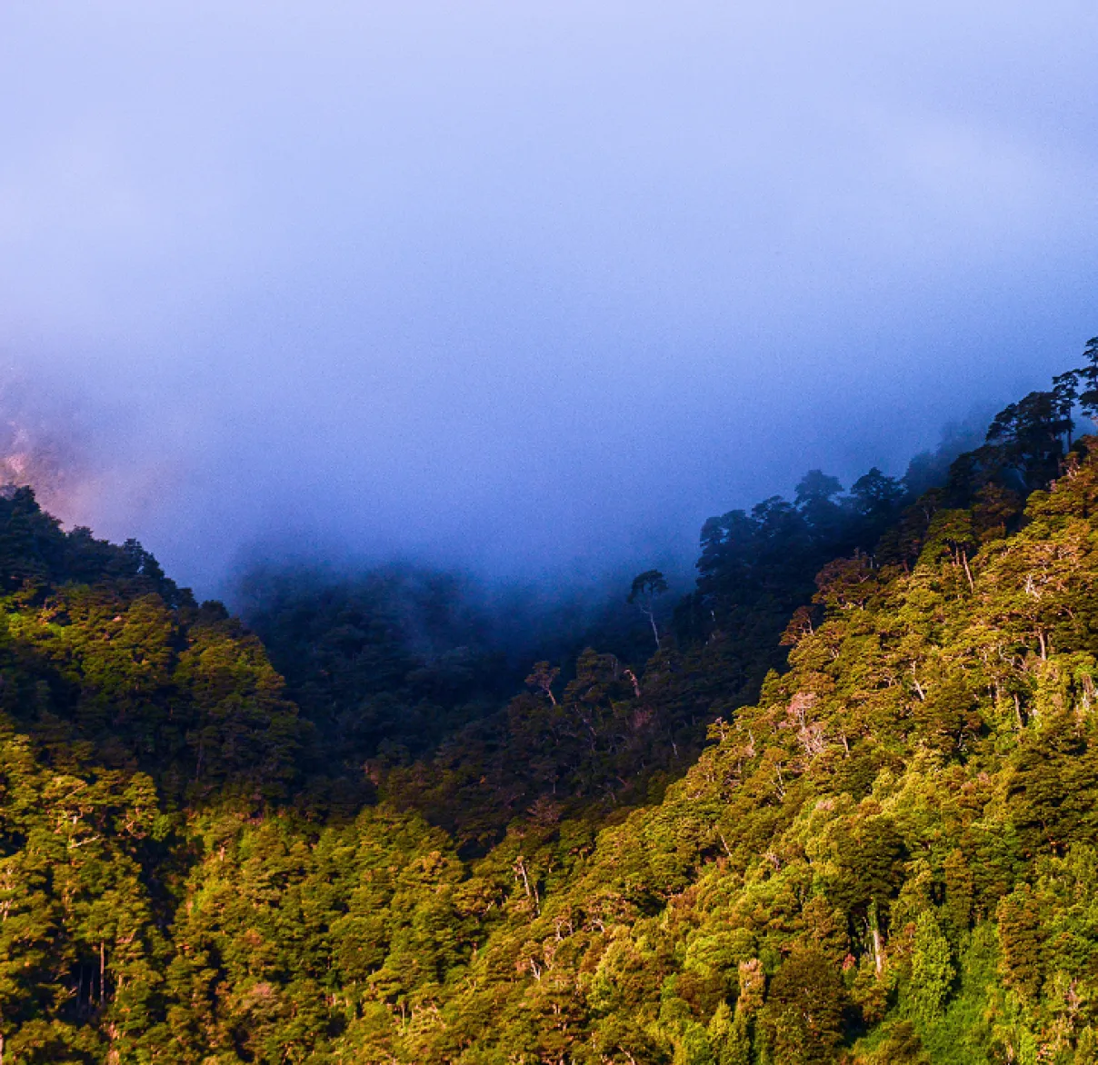 hills
