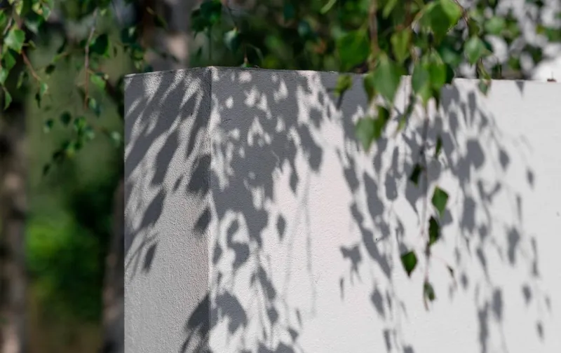 A thin white wall partially shaded in the leaves hanging from a Silver Birch tree