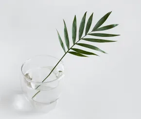 Long leaf in glass of water