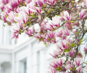 Blossoms