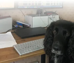 Dog days aren’t over