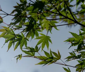 Rathbone Greenbank Global Sustainable Bond Fund