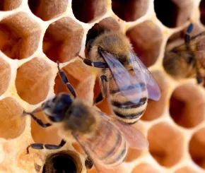 Bees