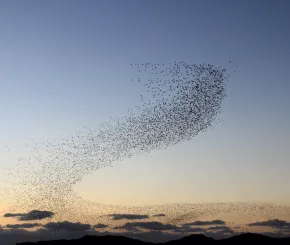 A murmuration of starlings fly together at sunset