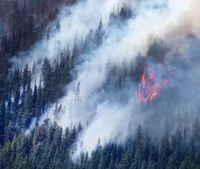 A wildfire burns through a forest