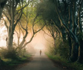 Man walking on a path through crowded trees