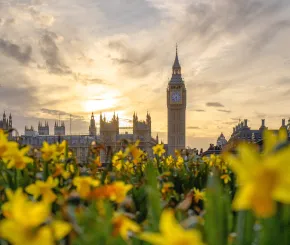 Daffodils in bloom near Westminster