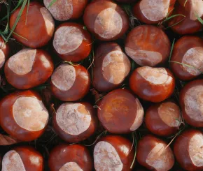 Image of conkers on the grass