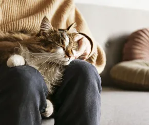 Image of cat on lap