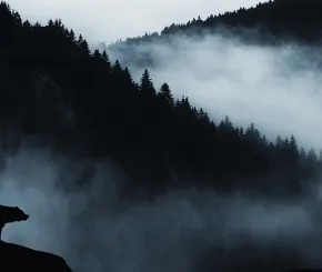bear-silhouette-1200x628.jpg