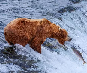 bear_500x500.jpg
