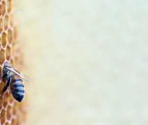 bee-web.jpg