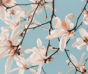 blossom-1200x628.jpg