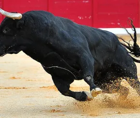 bull-1200x628.jpg