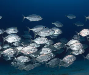 fish-blog.jpg