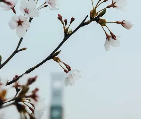 flower_1200x628.jpg