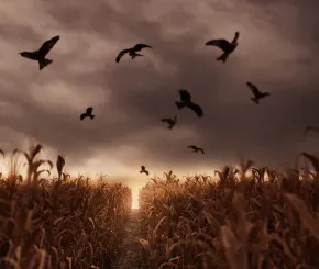 flying-birds1200x628.jpg
