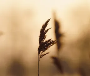 grass-head-web.jpg