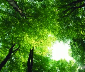 greenbank_-_trees.jpg