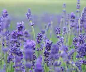 lavender-1200x628.jpg