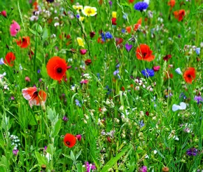 poppies_500x500.jpg
