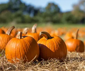 pumpkins-500x500.jpg