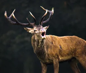 stag-1200x600.jpg