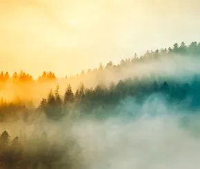 sunrise-in-forested-1200x628.jpg